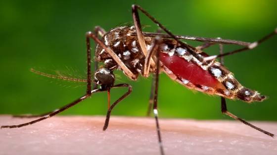 Understanding Chikungunya and Dengue